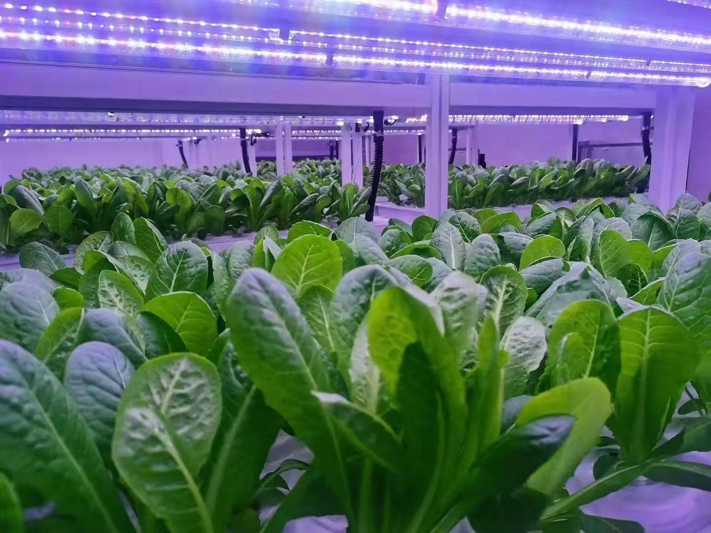 f Greenhouse Agricultural Equi - Hydroponic Tower review and price