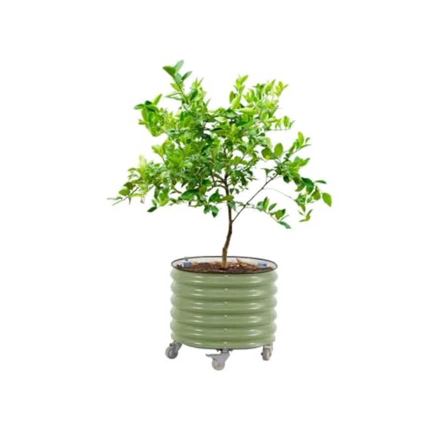 Rolling Citrus Tree Planter Ge - Self Watering Planter review and price
