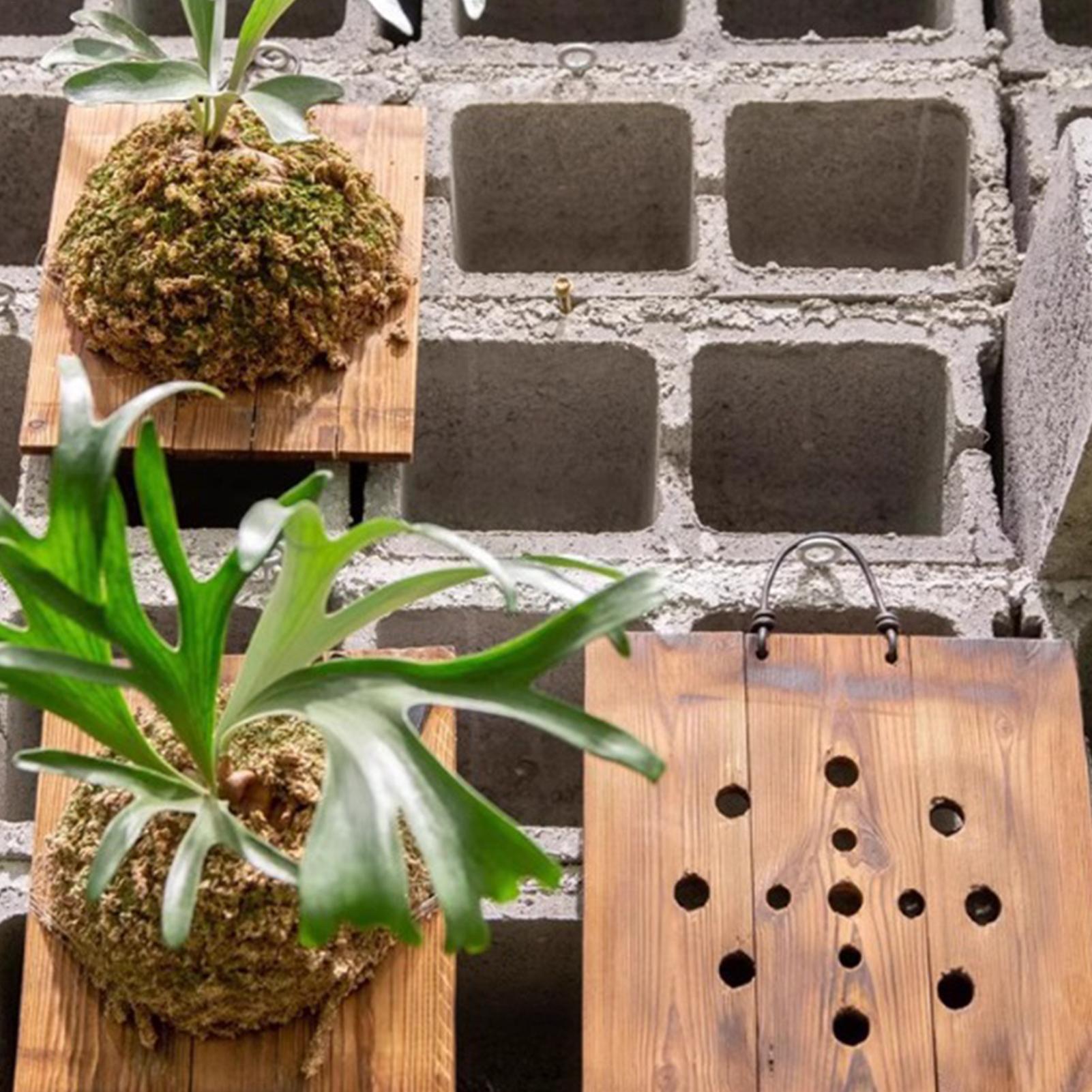Staghorn Fern Wall Mount Board - Indoor Garden Kit review and price